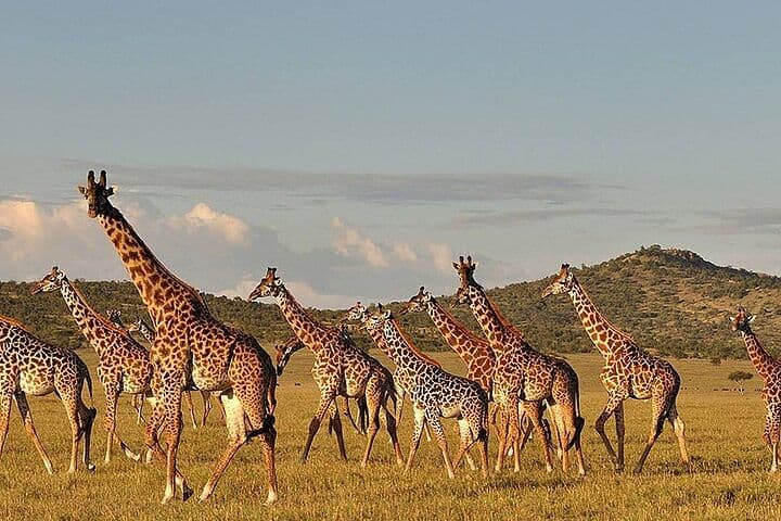 activity-img